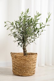 Photo of Beautiful potted olive tree on floor indoors