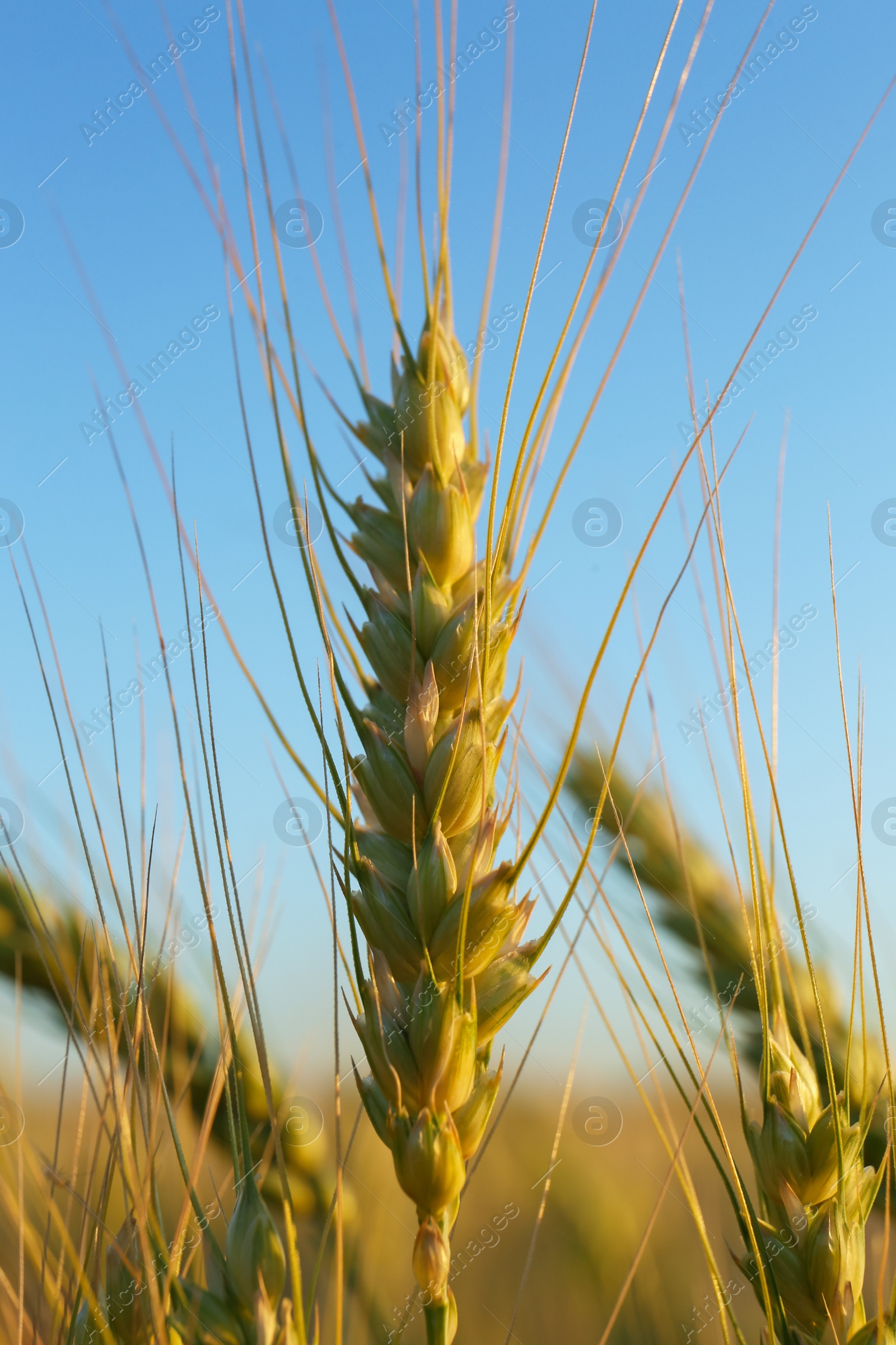 Photo of Beautiful agricultural field with ripening wheat, closeup