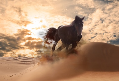 Image of Beautiful horse kicking up dust while running through desert