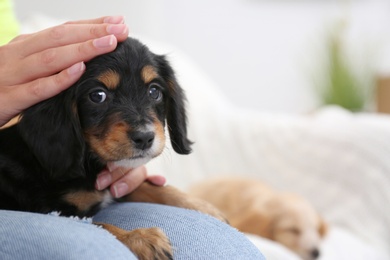 Owner with cute English Cocker Spaniel puppy indoors, closeup. Space for text