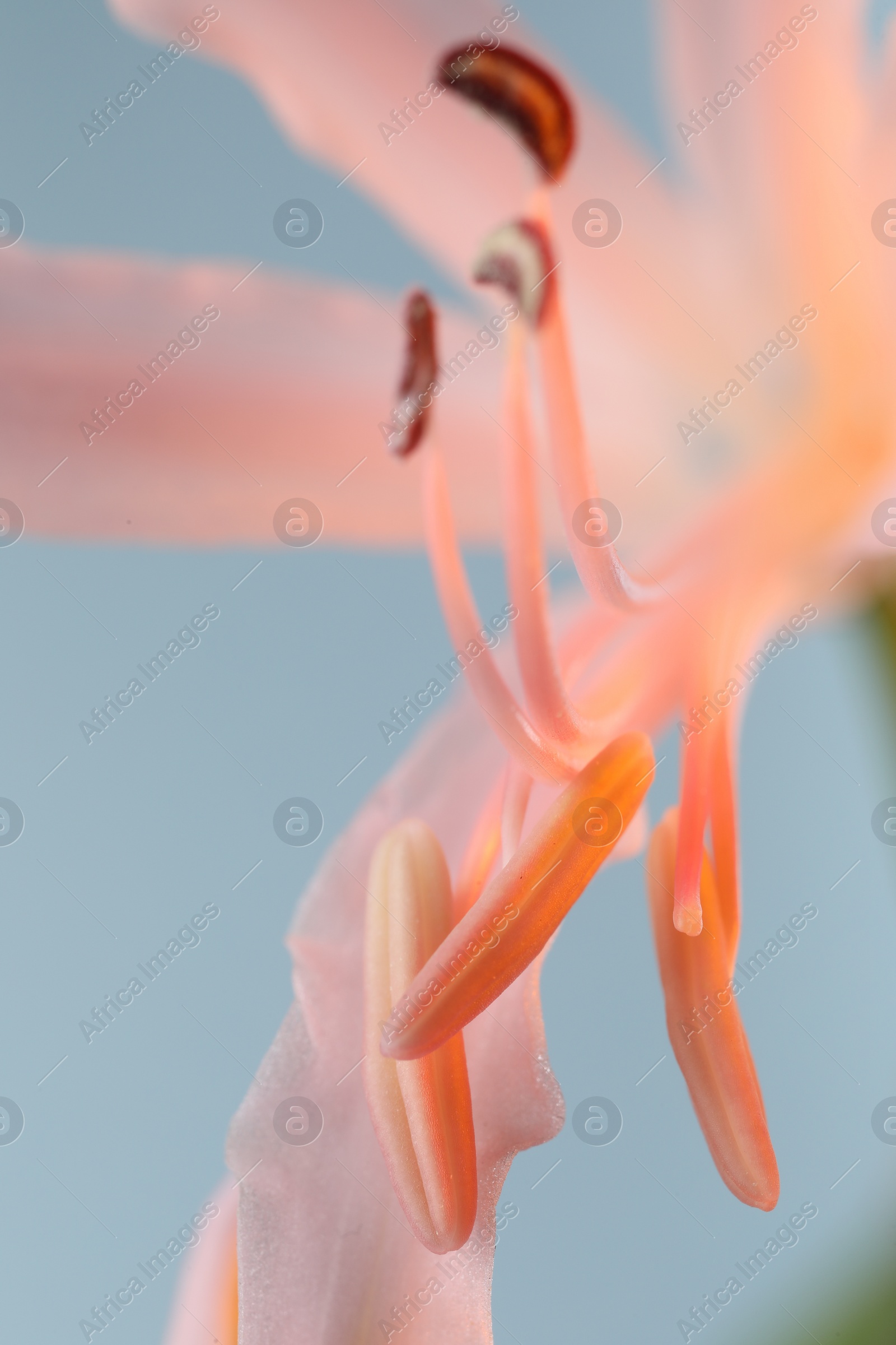 Photo of Beautiful pink Bowden flower on blurred background, macro view