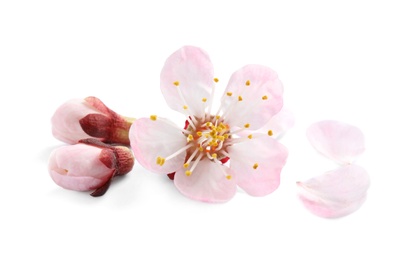 Beautiful apricot tree blossom on white background. Springtime