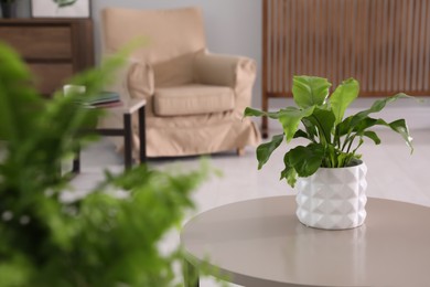 Photo of Beautiful potted fern on table in living room. Space for text