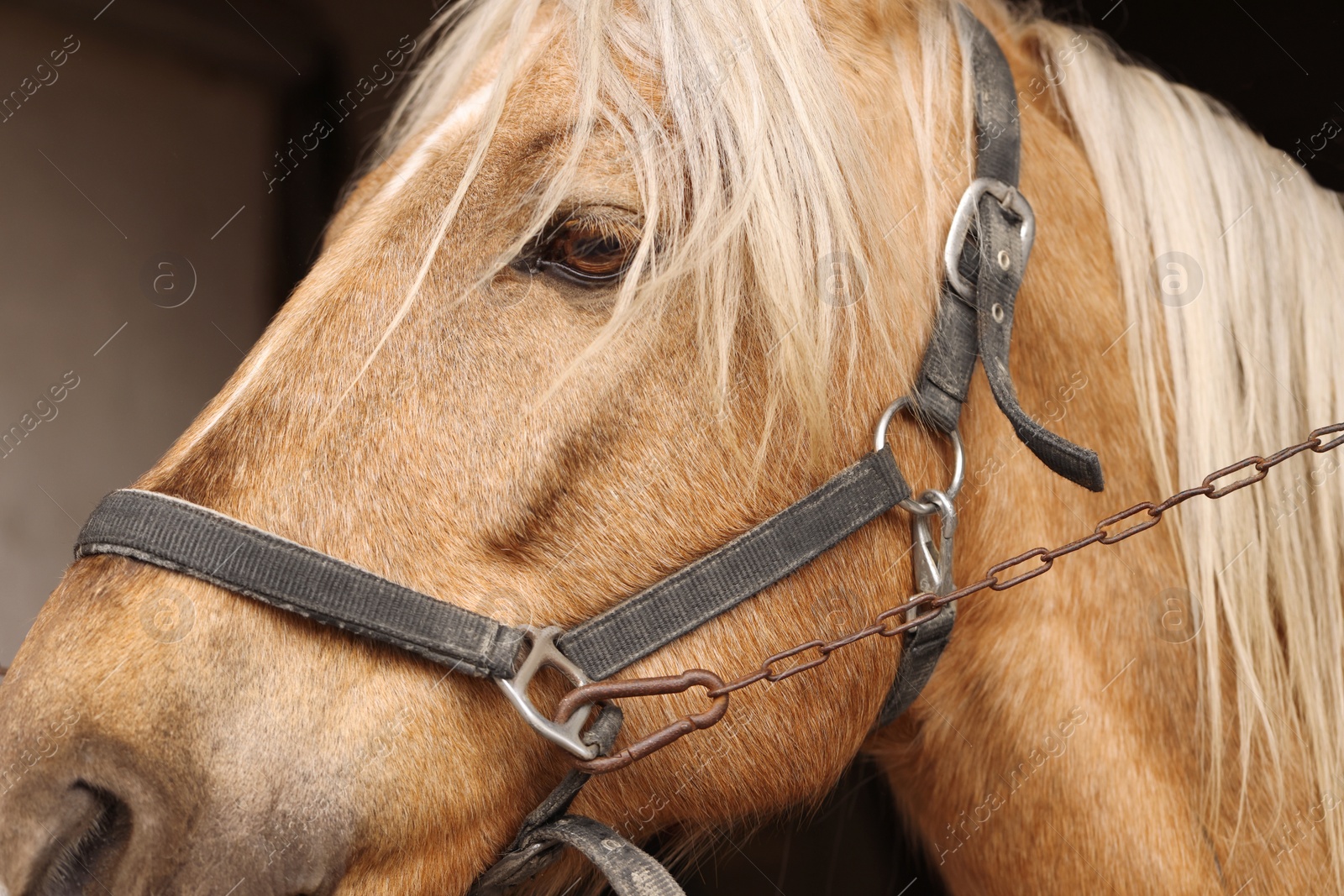 Photo of Adorable horse with bridles, closeup. Lovely domesticated pet