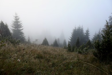 Photo of Picturesque view of foggy forest. Beautiful landscape