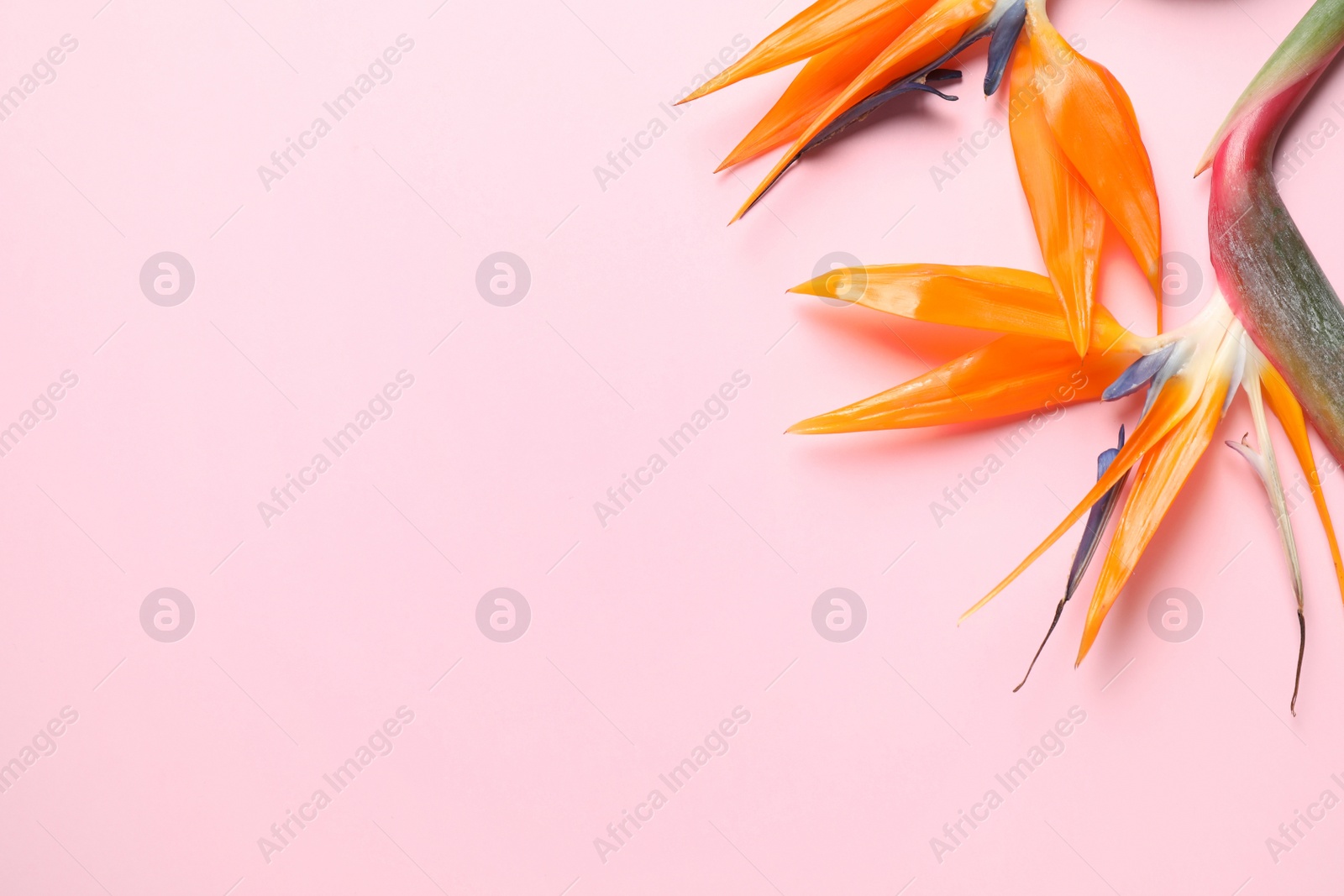 Photo of Flat lay composition with Bird of Paradise tropical flowers on pink background, space for text