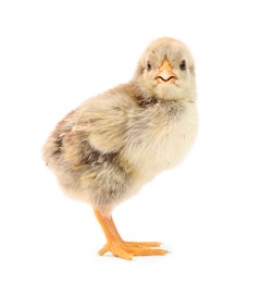 Photo of One cute chick isolated on white. Baby animal