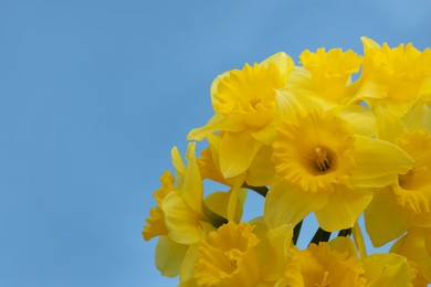 Photo of Beautiful daffodils on blue background, space for text. Fresh spring flowers