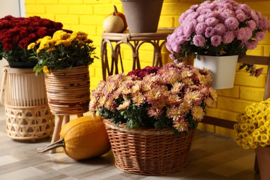 Photo of Beautiful potted fresh chrysanthemum flowers and pumpkins near yellow brick wall