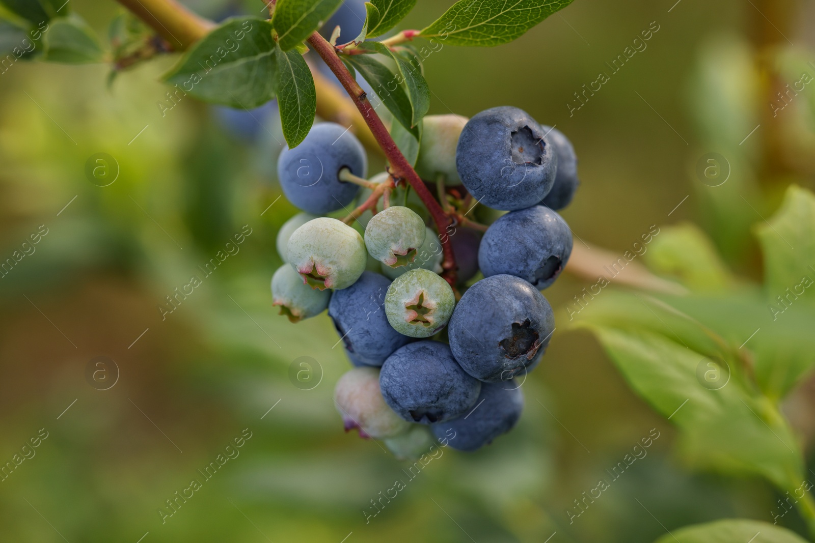 Photo of Wild blueberries growing outdoors, closeup. Seasonal berries