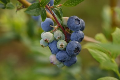 Wild blueberries growing outdoors, closeup. Seasonal berries