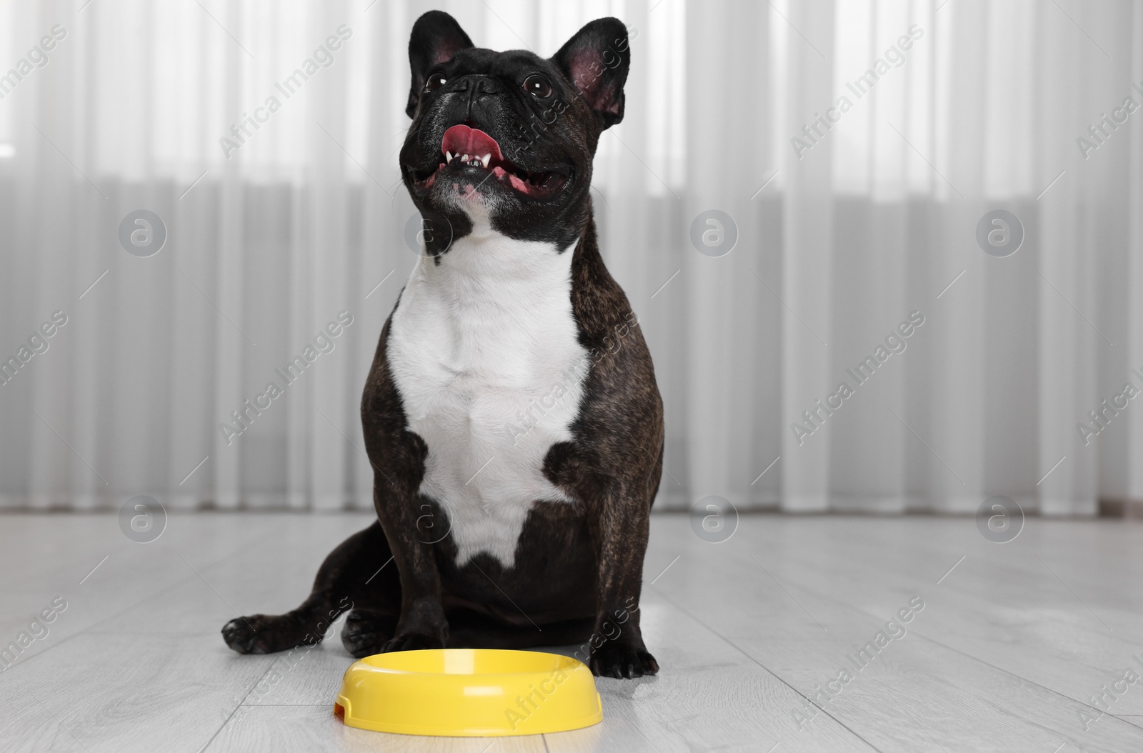 Photo of Adorable French Bulldog near yellow bowl indoors. Lovely pet