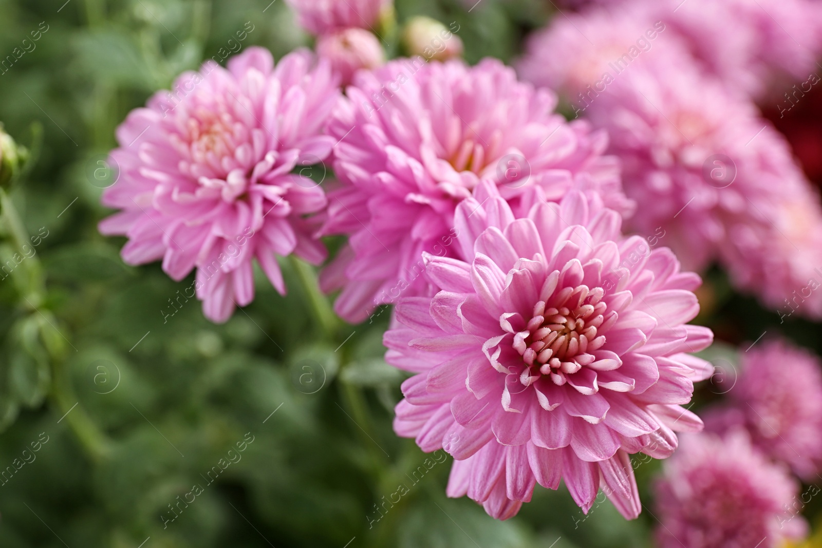 Photo of Beautiful pink chrysanthemum flowers with leaves, closeup