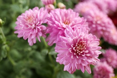 Photo of Beautiful pink chrysanthemum flowers with leaves, closeup