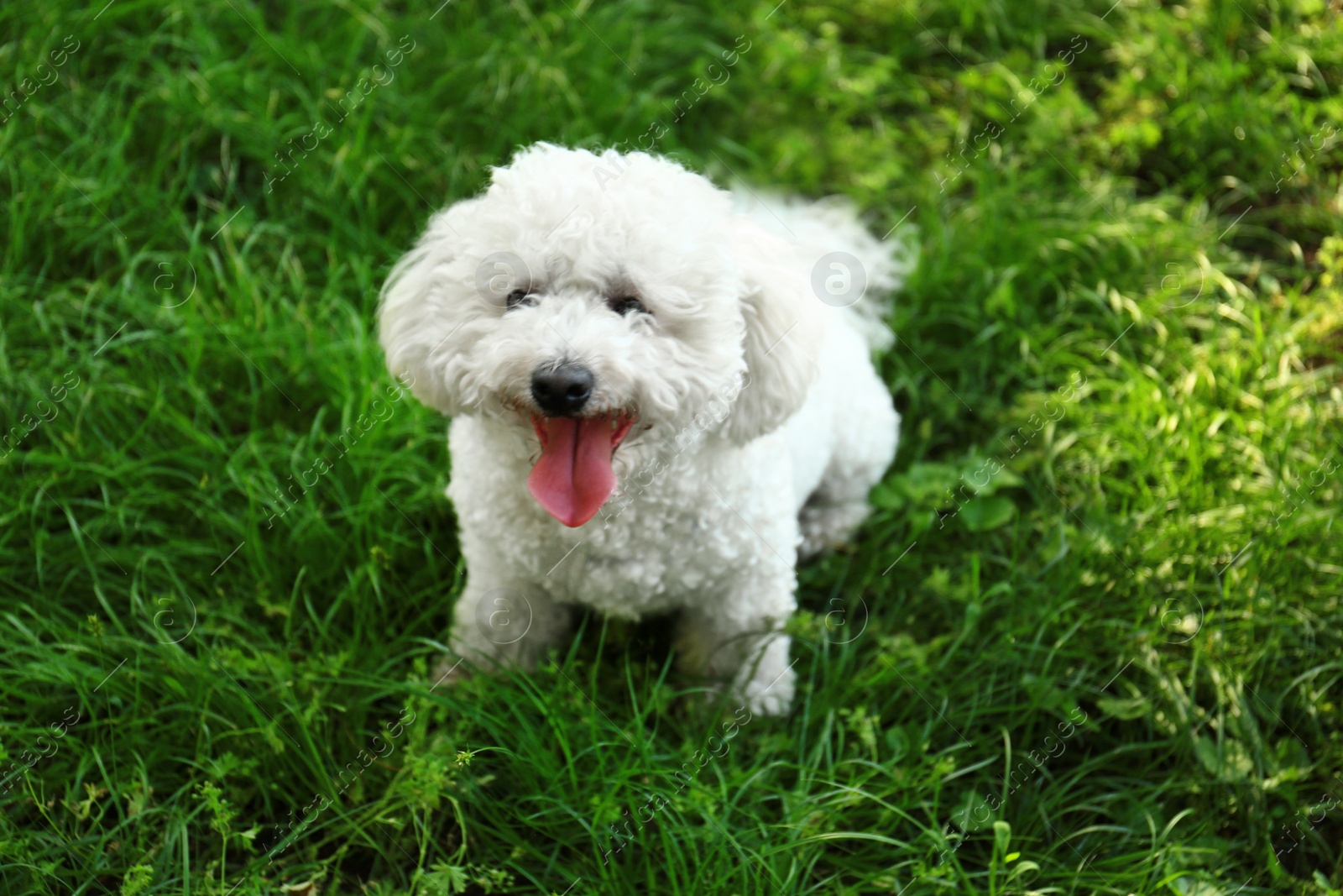 Photo of Cute fluffy Bichon Frise dog on green grass in park