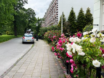 Photo of Beautiful roses near building on city street