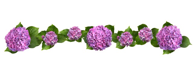 Image of Delicate beautiful hortensia flowers with green leaves on white background, top view. Banner design