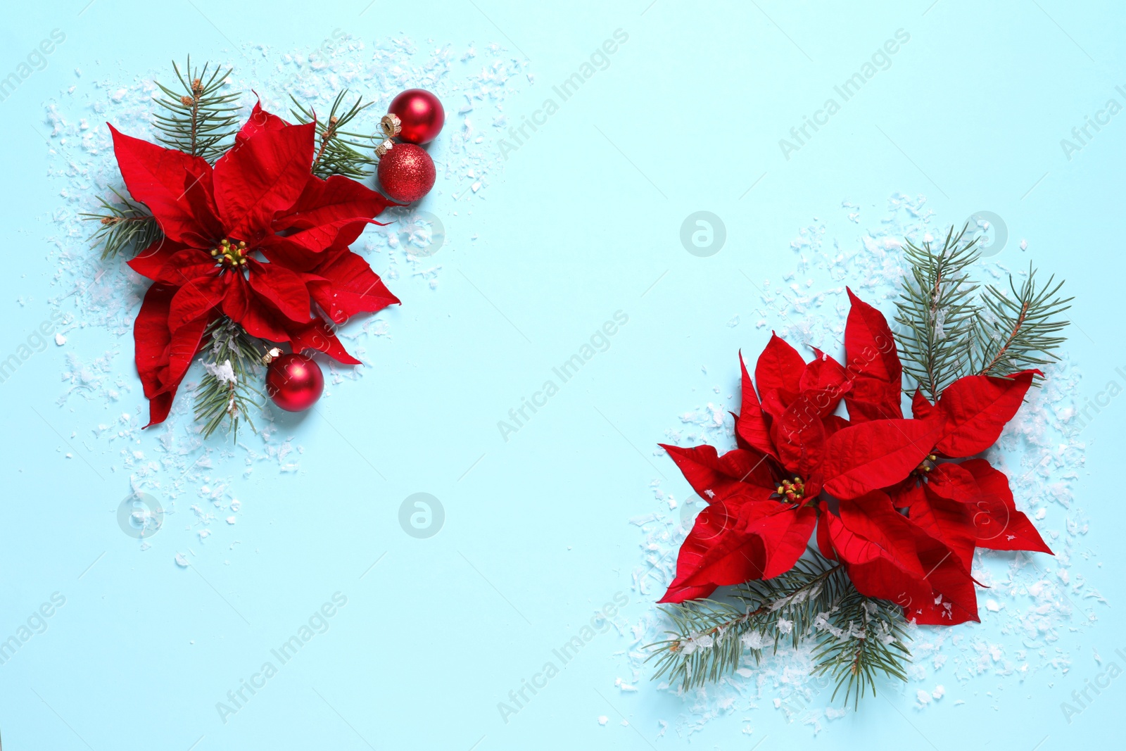 Photo of Flat lay composition with poinsettia and space for text on color background. Traditional Christmas flower