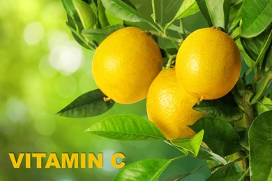 Image of Source of Vitamin C. Lemon tree branches with ripe fruits outdoors