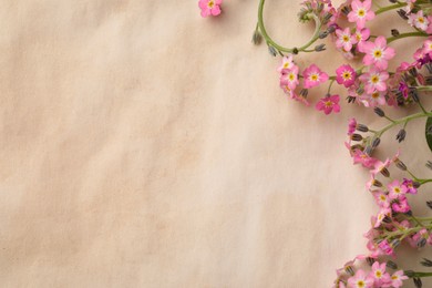 Beautiful Forget-me-not flowers on parchment, flat lay. Space for text