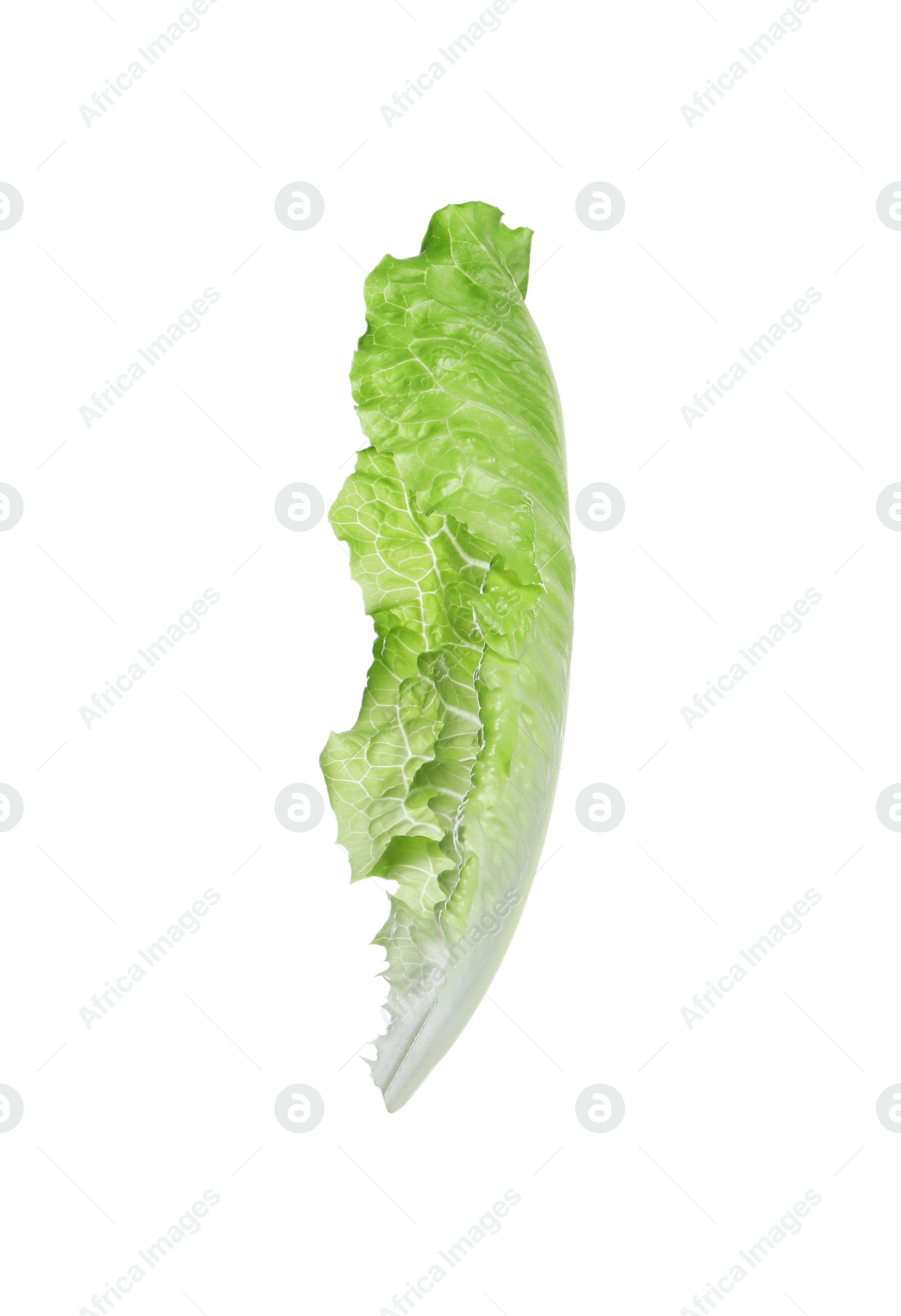 Photo of Fresh leaf of green romaine lettuce isolated on white