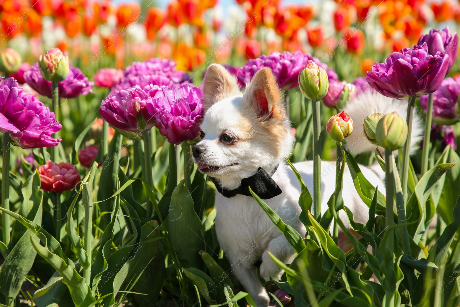 Photo of Cute Chihuahua dog among beautiful tulip flowers on sunny day