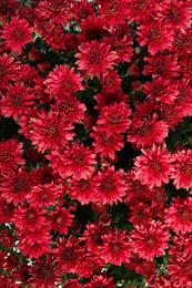 Photo of Beautiful colorful chrysanthemum flowers with leaves as background, top view