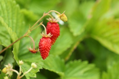 Photo of Small wild strawberries growing outdoors, space for text. Seasonal berries