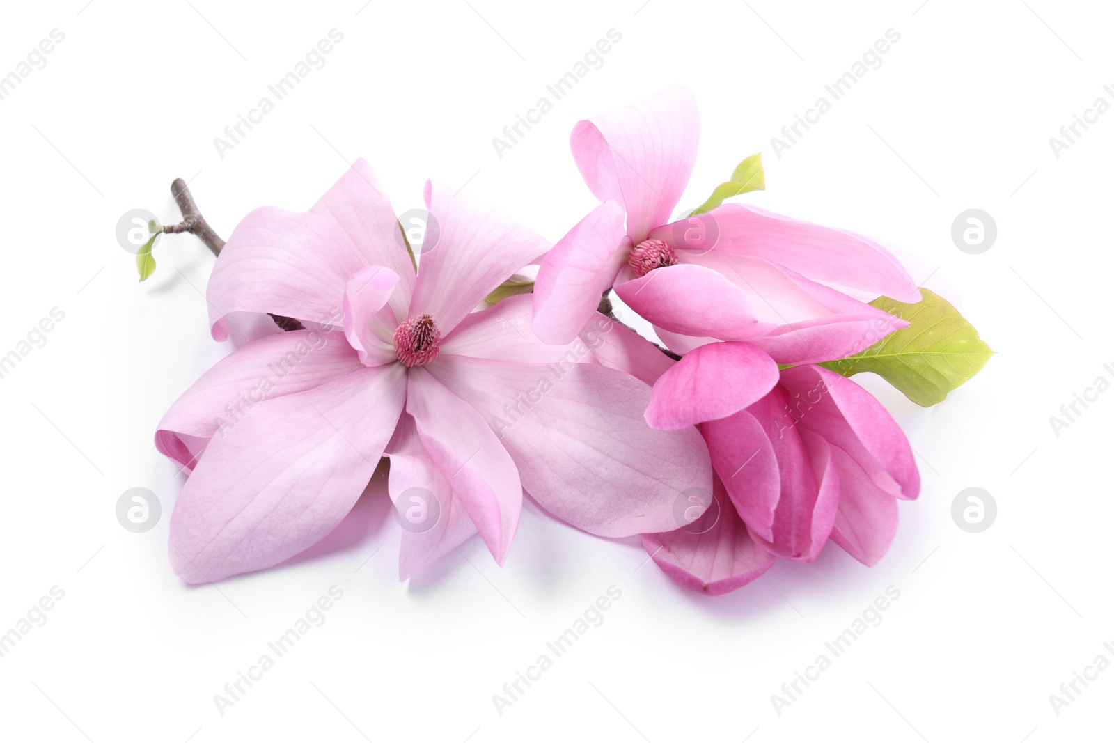 Photo of Beautiful pink magnolia flowers isolated on white