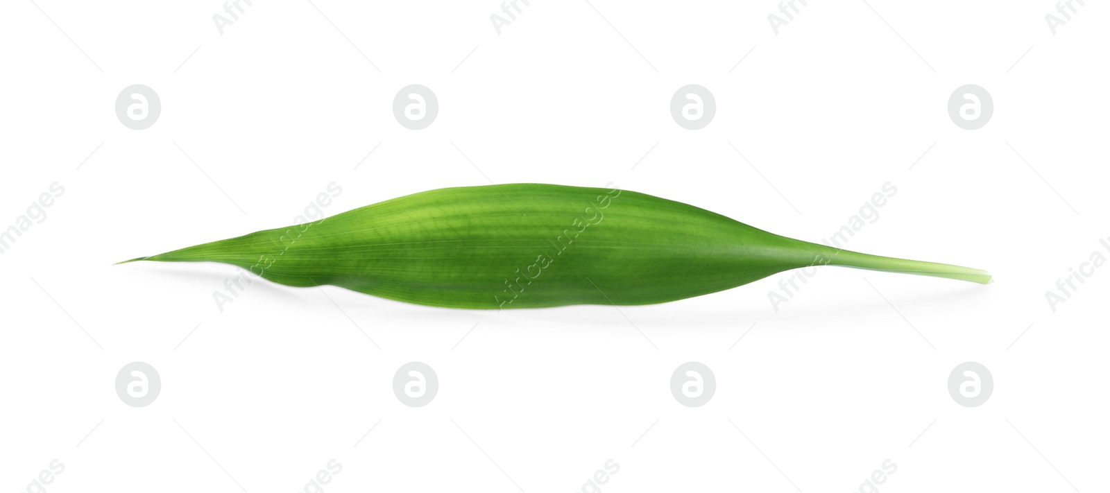 Photo of Fresh green ginger leaf isolated on white