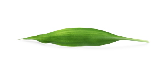 Photo of Fresh green ginger leaf isolated on white