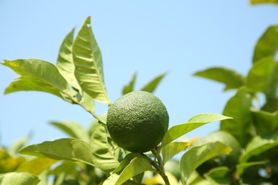 Unripe green tangerine growing on tree outdoors. Citrus fruit