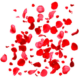 Flying fresh red rose petals on white background