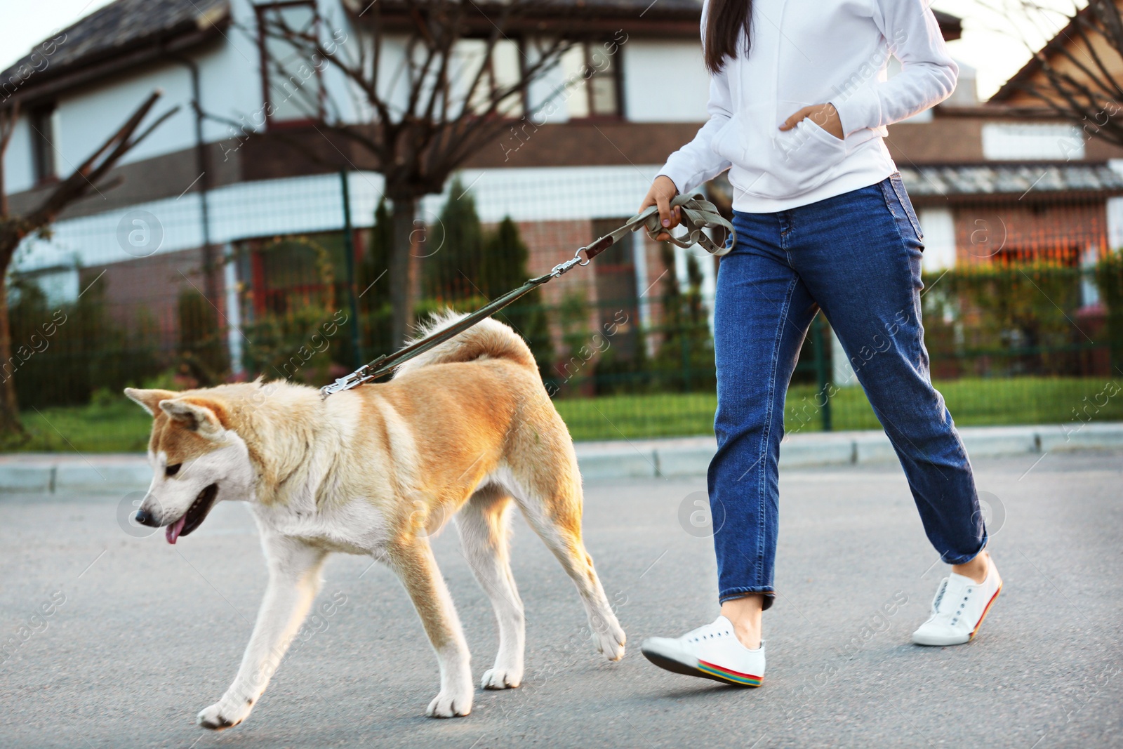 Photo of Young woman walking her adorable Akita Inu dog outdoors