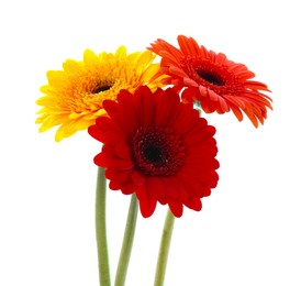 Photo of Beautiful colorful gerbera flowers isolated on white