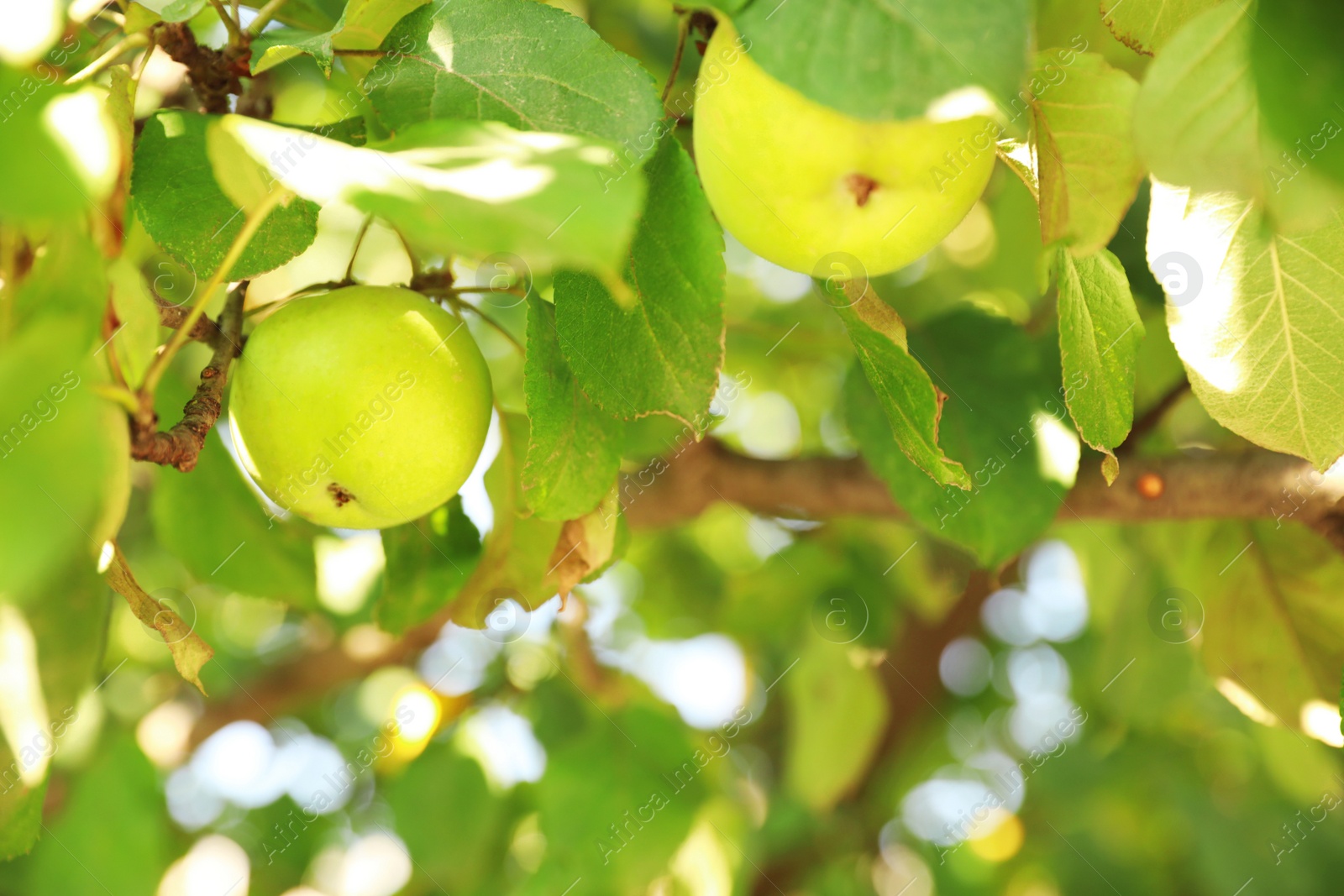 Photo of Tree branch with ripe apples in garden