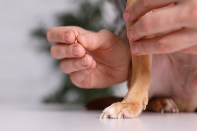 Photo of Veterinary holding acupuncture needle near dog's paw indoors, closeup. Animal treatment