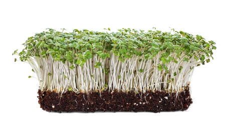 Fresh organic microgreen in soil on white background