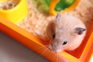 Photo of Cute little hamster in tray, closeup view