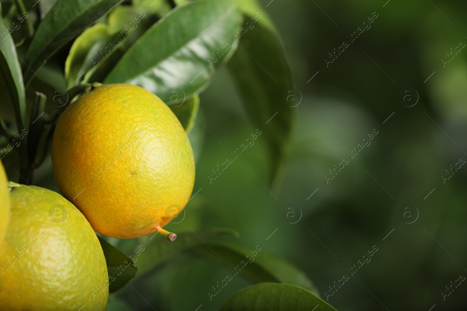 Photo of Closeup view of lemon tree with ripe fruits outdoors