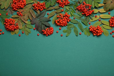 Fresh ripe rowan berries and leaves on green background, flat lay. Space for text