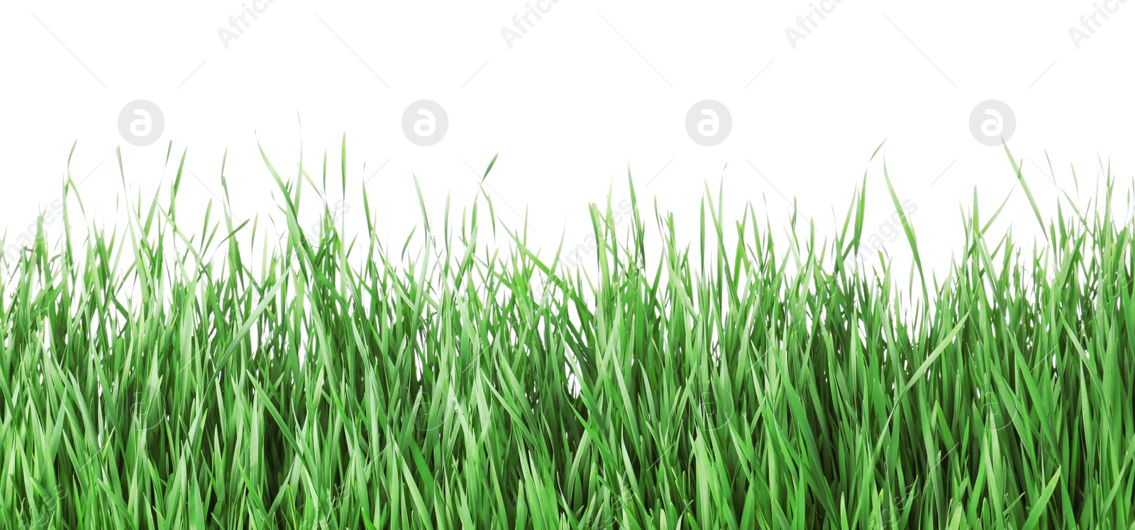 Photo of Beautiful vibrant green grass on white background