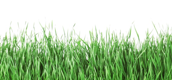 Beautiful vibrant green grass on white background