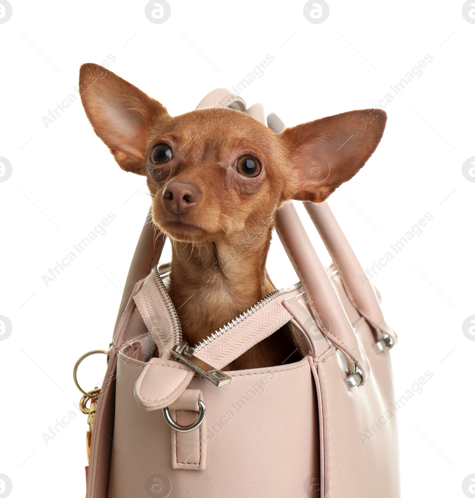 Photo of Cute toy terrier in female handbag isolated on white. Domestic dog