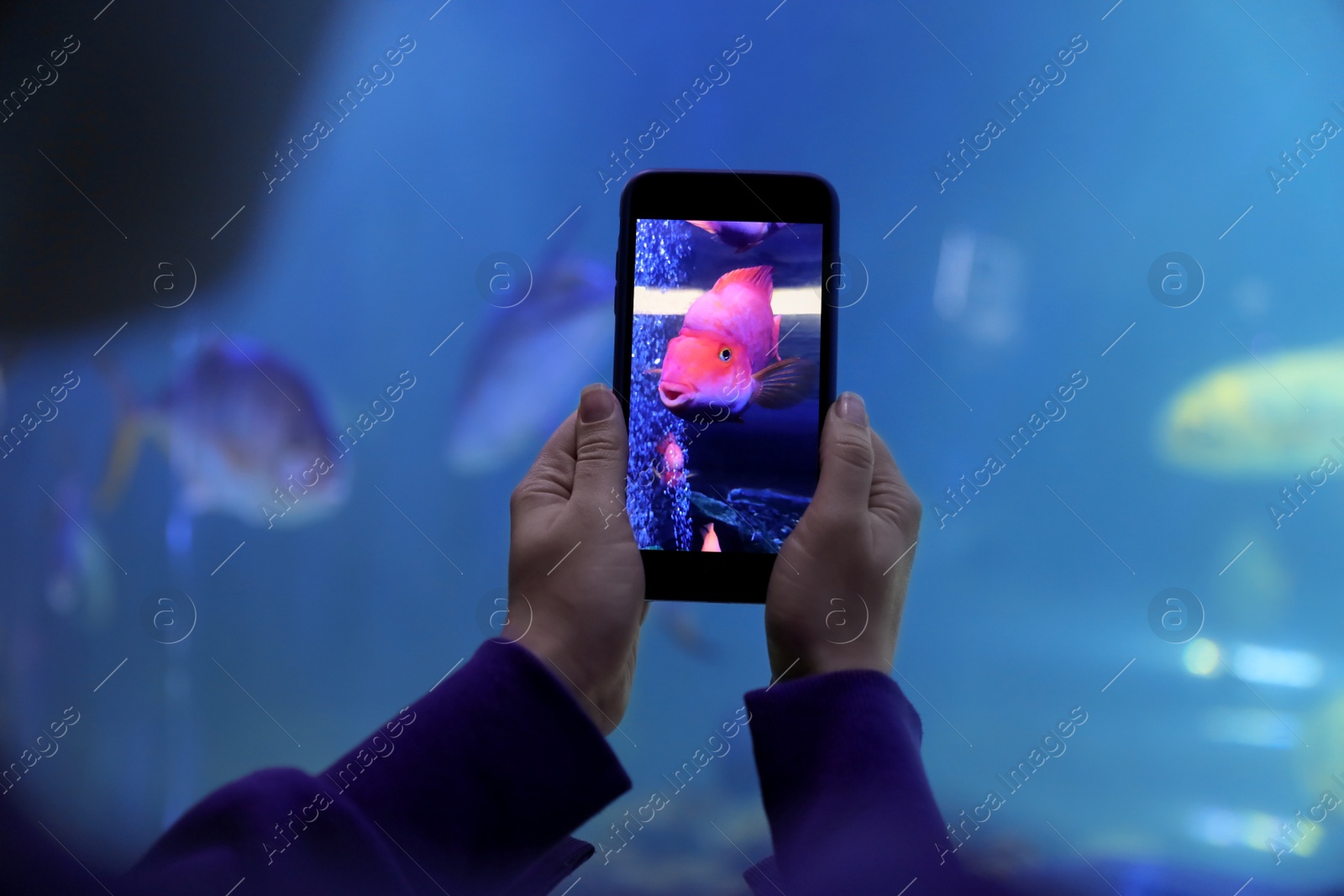 Photo of Woman taking photo of aquarium with fish, closeup