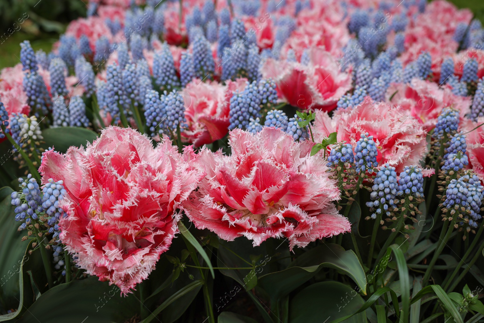 Photo of Many beautiful tulip and muscari flowers growing outdoors, closeup. Spring season