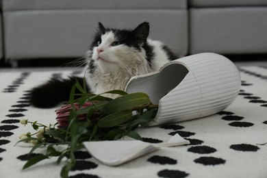 Photo of Cat lying near broken vase with flowers indoors