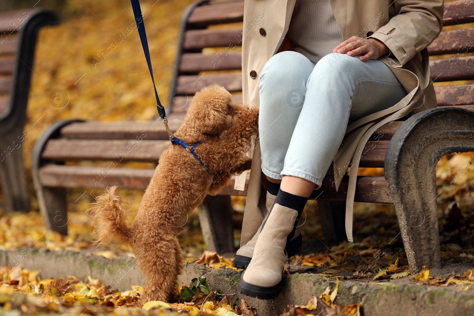 Photo of Woman with cute Maltipoo dog on leash in autumn park, closeup