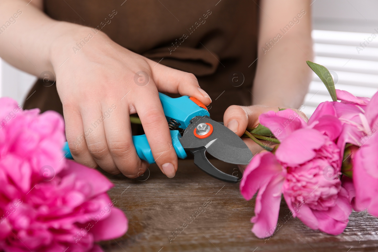 Photo of Woman trimming beautiful pink peonies with secateurs at wooden table, closeup