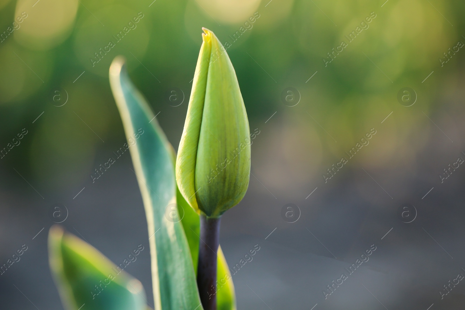 Photo of Closeup view of fresh beautiful tulip bud on field, space for text. Blooming spring flowers